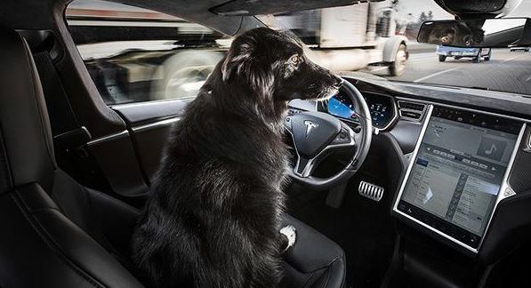 Tesla Love's the Dogs.