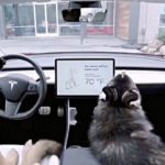 Tesla's Dog Mode, New Update by Tesla