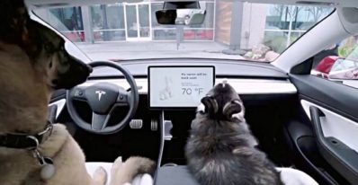 Tesla's Dog Mode, New Update by Tesla